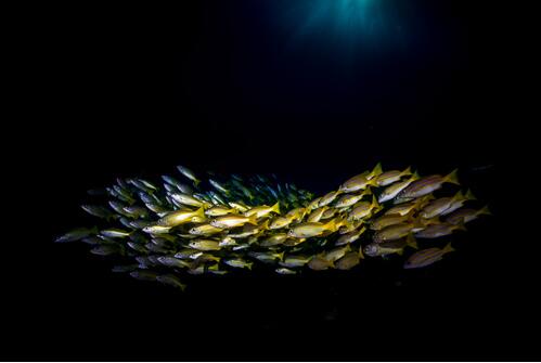 黃花魚是海魚嗎 黃花魚的營養(yǎng)價值有哪些