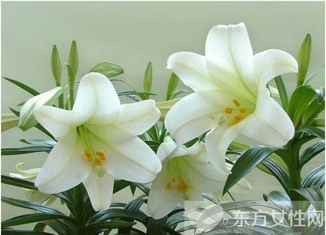 百合的花語和傳說是什么 盤點所有百合的寓意