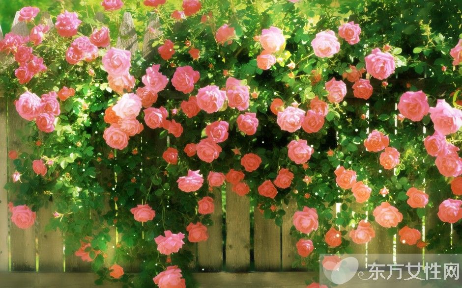 玫瑰的花語(yǔ)是什么  揭各種顏色數(shù)量玫瑰所蘊(yùn)含的花語(yǔ)