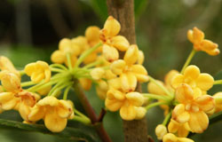 揭密桂花的功效與作用及食用禁忌