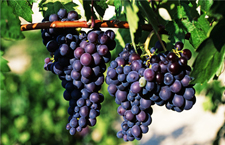 提子的營(yíng)養(yǎng)價(jià)值有哪些 多吃提子有什么好處