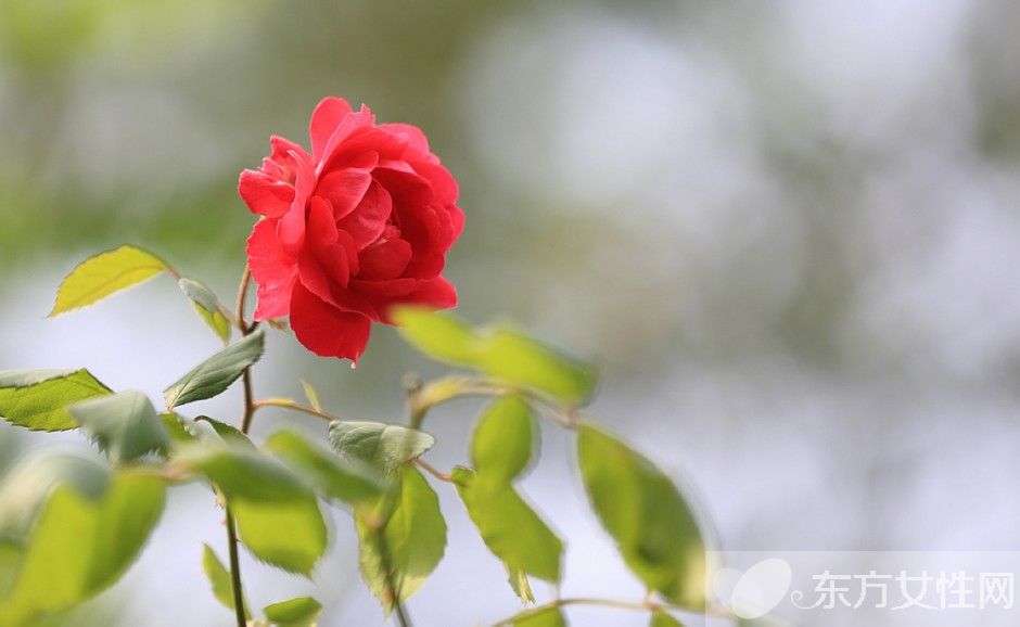 野薔薇花語(yǔ)是什么  野薔薇栽培種植技巧揭秘