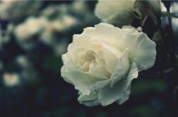 玫瑰的花語是什么  揭各種顏色數(shù)量玫瑰所蘊含的花語