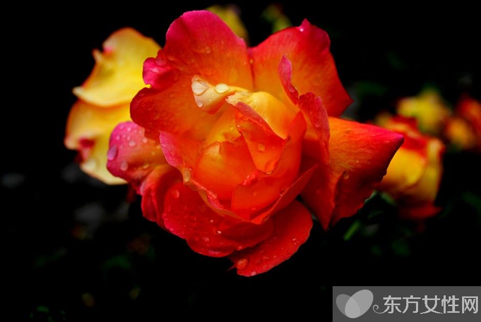 月季的花語是什么 月季花的唯美故事你一定要看