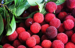 楊梅泡酒的功效有哪些 楊梅泡酒的配方