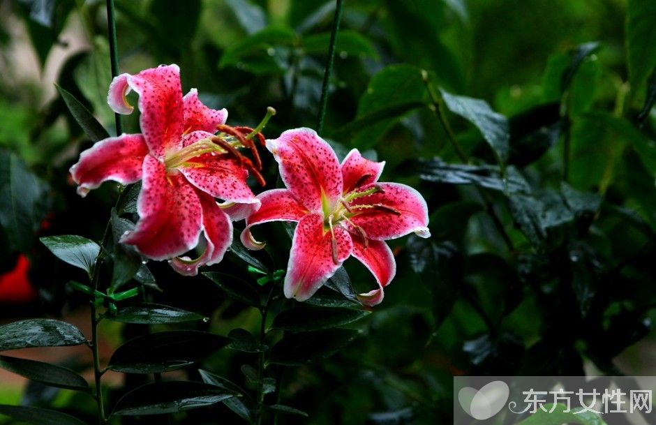 香水百合花語及傳說大全  香水百合應該怎么養(yǎng)