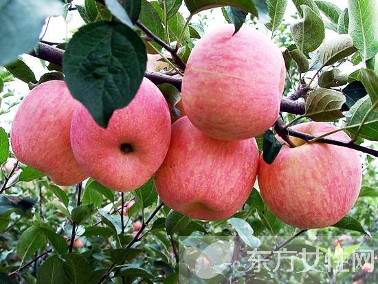 補(bǔ)鋅的食物有哪些 寶寶補(bǔ)鋅吃什么好