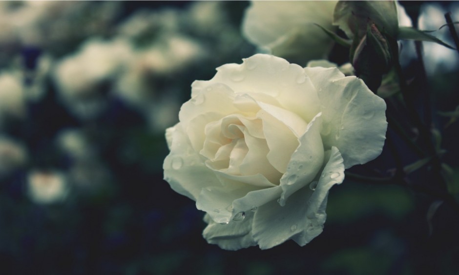 玫瑰的花語(yǔ)是什么  揭各種顏色數(shù)量玫瑰所蘊(yùn)含的花語(yǔ)