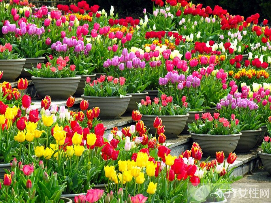 郁金香的花語(yǔ)是什么 郁金香原來(lái)是這么來(lái)的