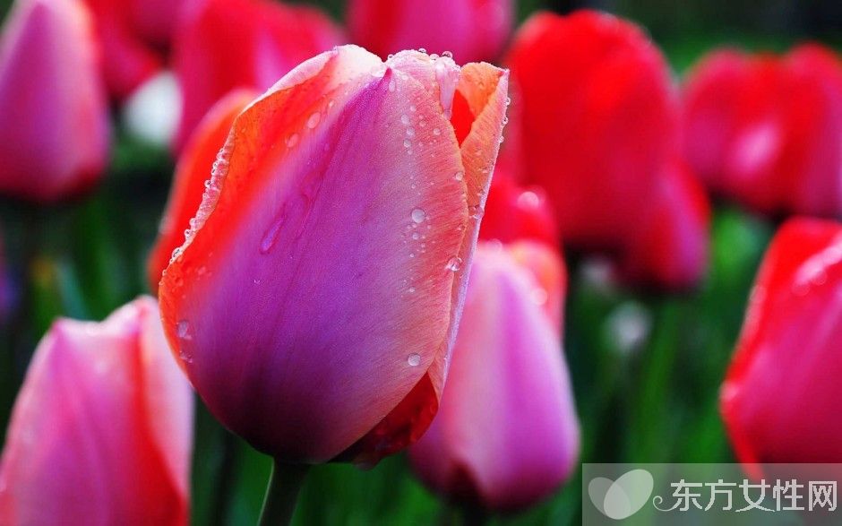 郁金香的花語(yǔ)是什么 郁金香原來(lái)是這么來(lái)的