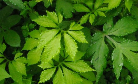 絞股藍(lán)泡水喝的功效 絞股藍(lán)食用方法