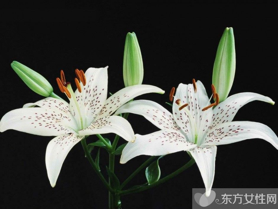 百合的花語和傳說是什么 盤點所有百合的寓意