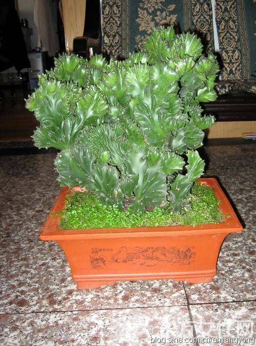 冬天室內(nèi)適合養(yǎng)什么花