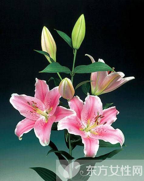 百合的花語和傳說是什么 盤點所有百合的寓意