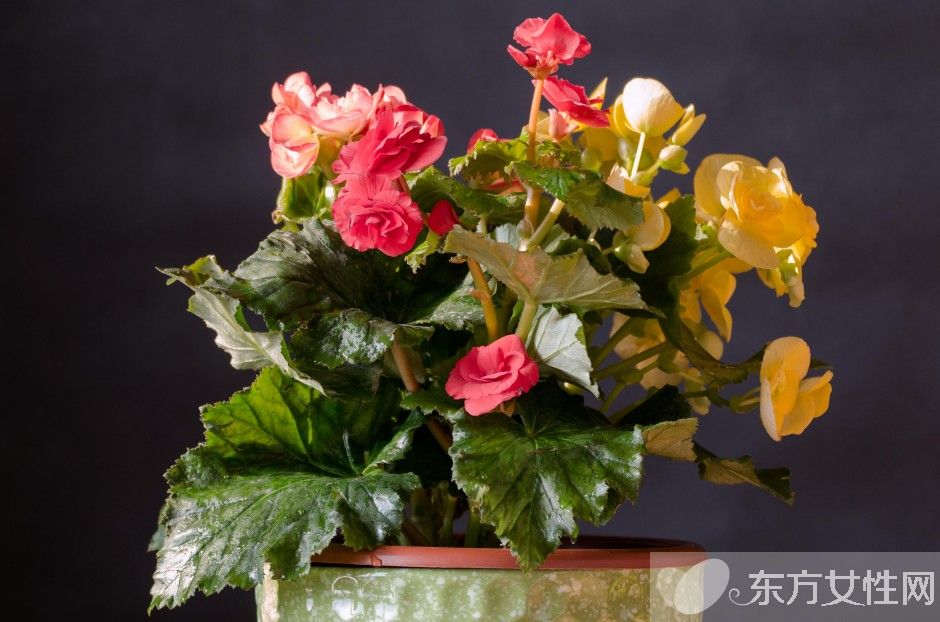 一年四季都盛開的花是什么花 它們的話語是什么