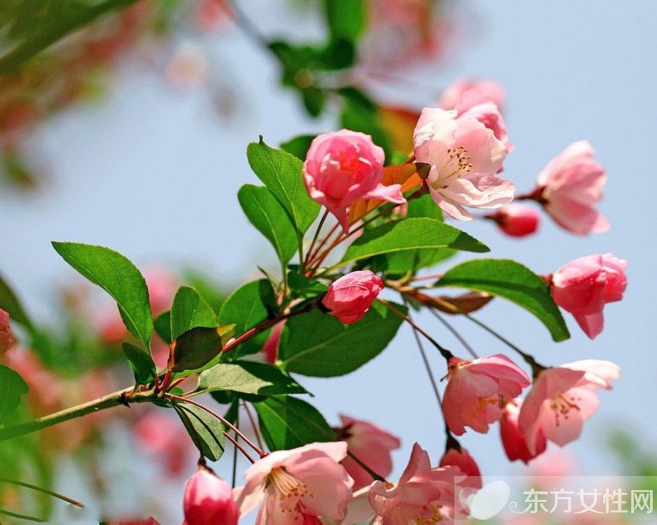 海棠花花語(yǔ)是什么 為什么海棠花沒(méi)有香味呢