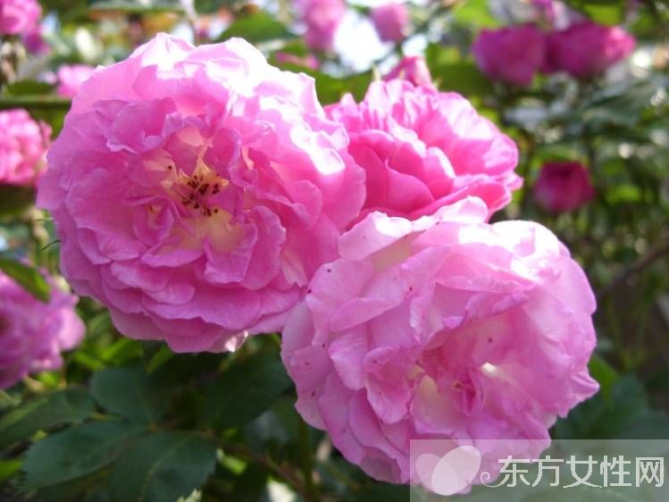 野薔薇花語以及背后的故事 野薔薇的品種介紹