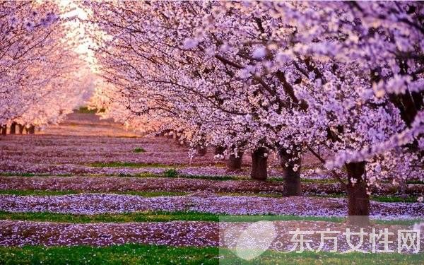 櫻花的花語是什么 櫻花的愛情傳說是怎樣的