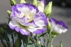 洋桔梗和桔梗的區(qū)別 它們的花語有什么不同呢