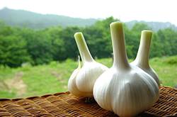 夏天野外室內驅蚊方法 幾個妙招令蚊子消失的無影蹤