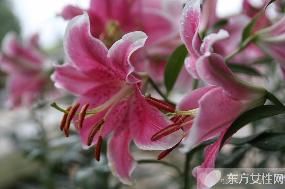 香水百合花語及傳說大全  香水百合應該怎么養(yǎng)