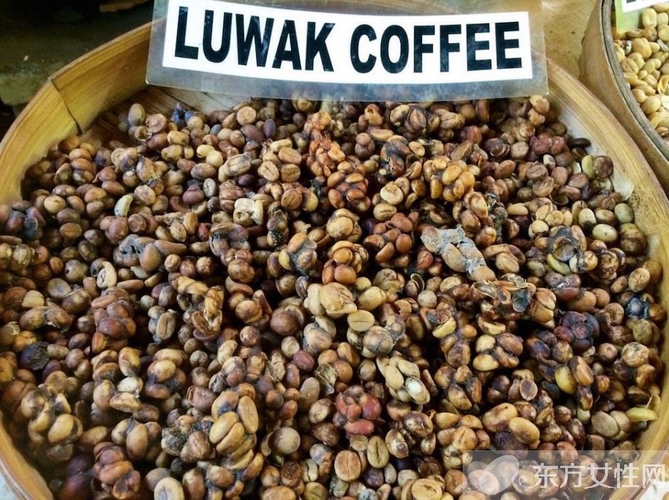貓屎咖啡的由來(lái) 貓屎咖啡怎么泡