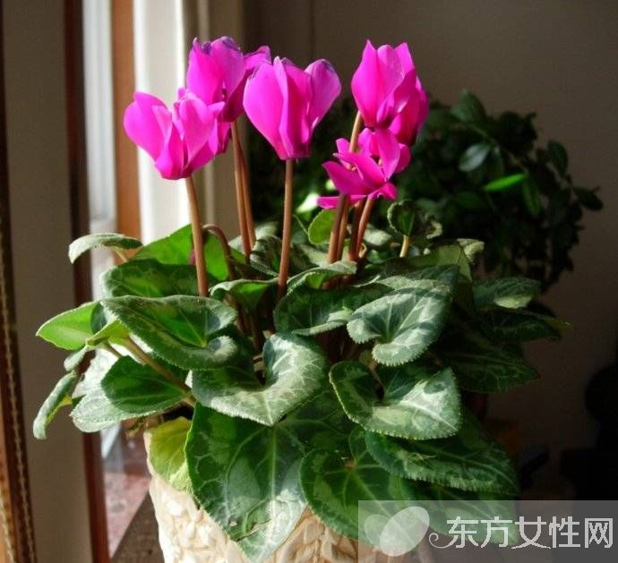 仙客來花語是什么 仙客來的養(yǎng)殖方法以及注意事項