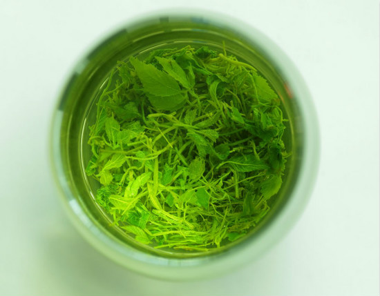 絞股藍(lán)泡水喝的功效 絞股藍(lán)食用方法