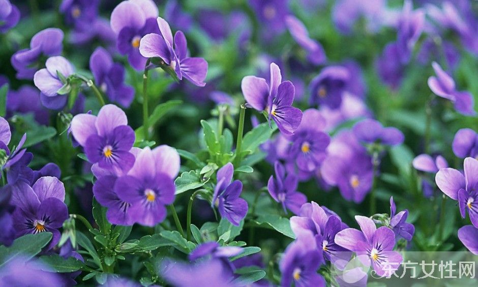 紫羅蘭花語是什么 為什么說紫羅蘭是最神秘的花