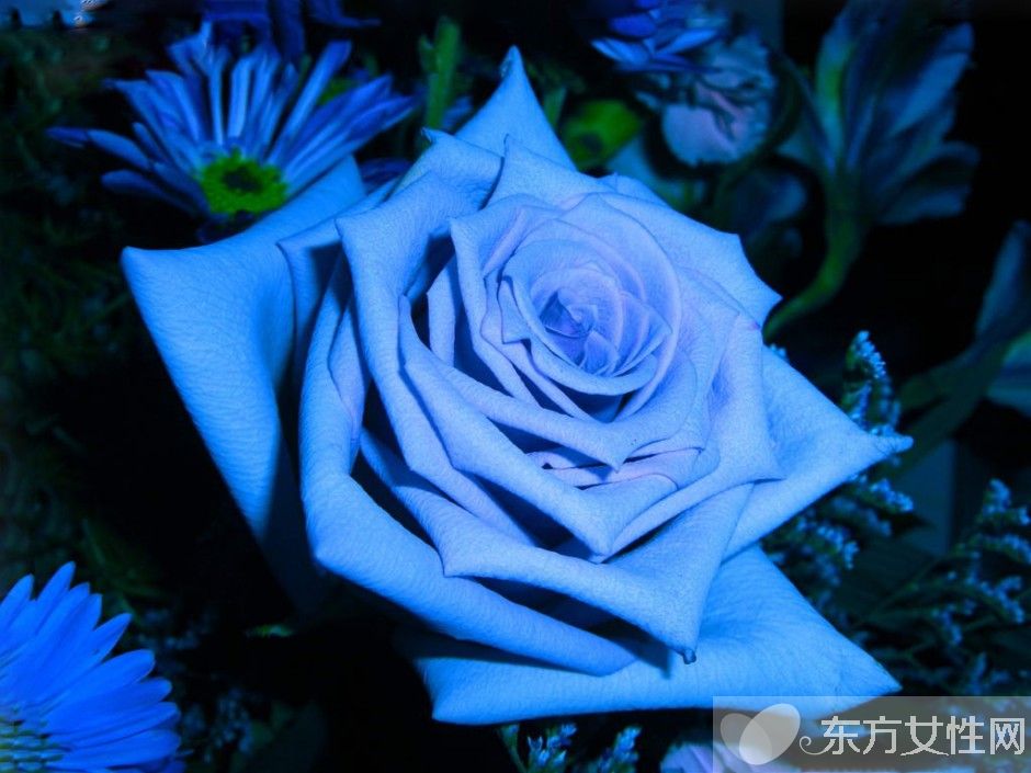 玫瑰的花語是什么 玫瑰的藥用價值居然這么龐大