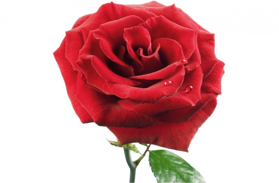 33朵玫瑰代表什么 玫瑰花的花語是什么