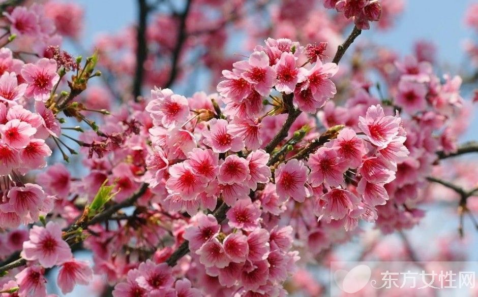 櫻花的花語是什么 櫻花的愛情傳說是怎樣的