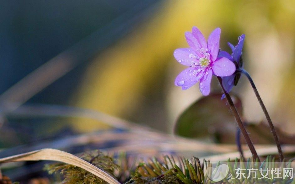紫羅蘭花語是什么 為什么說紫羅蘭是最神秘的花