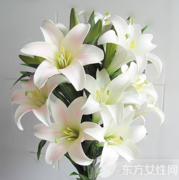 香水百合花語是什么 美麗的香水百合居然有毒