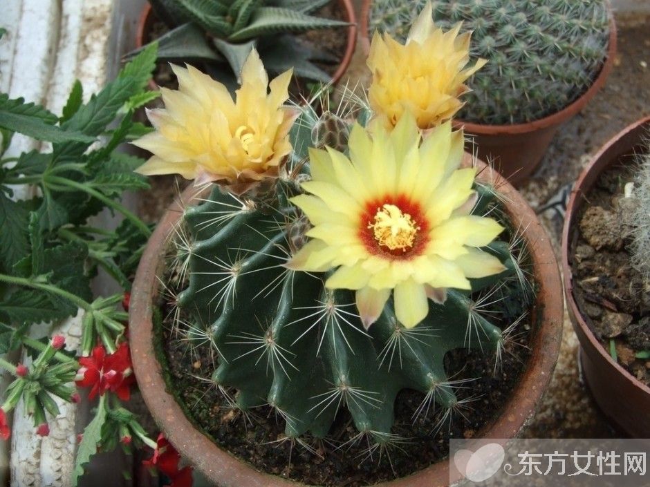 仙人球的花語是什么 養(yǎng)仙人球的風(fēng)水要求你了解嗎