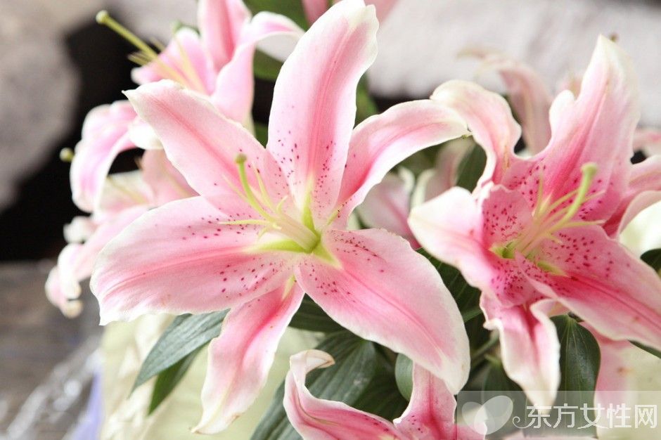 香水百合花語是什么 美麗的香水百合居然有毒