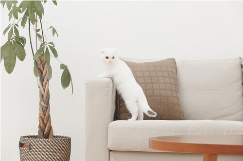 家中養(yǎng)什么花好 這些花即美觀又舒心養(yǎng)生