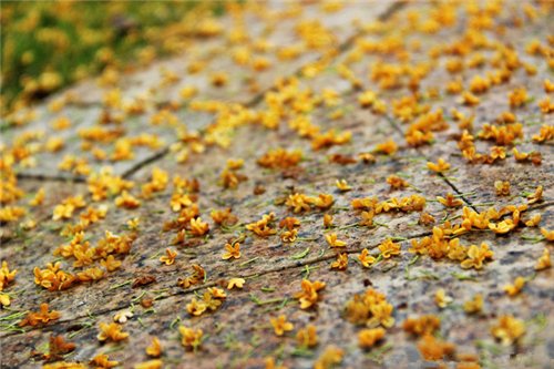 八月桂花香 桂花的用途有哪些