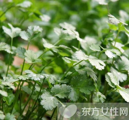 香菜煮水的功效有哪些 香菜煮水還能祛斑
