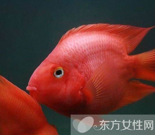 血紅鸚鵡魚怎么養(yǎng) 五大飼養(yǎng)技巧教會你