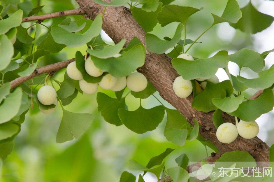 白果的功效與副作用 吃白果前一定要了解這些
