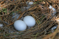 鴿子蛋有營養(yǎng)嗎 鴿子蛋的吃法有哪些