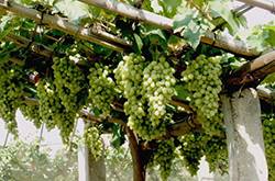 馬奶葡萄的營(yíng)養(yǎng)價(jià)值有多高 這些人群不宜多吃