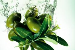 橄欖油的作用及功效 上好的橄欖油要怎么挑選