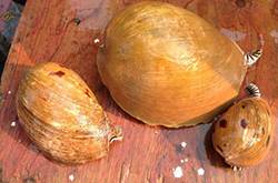 油螺的做法大公開 揭油螺的7大營養(yǎng)價值