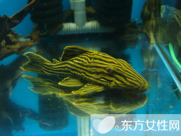 清道夫魚怎么養(yǎng) 六大招教會(huì)你
