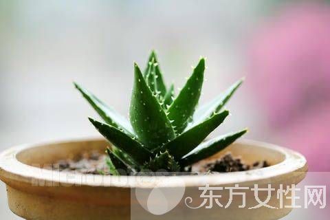 蘆薈怎么美容 教你使用新鮮蘆薈的美容方法