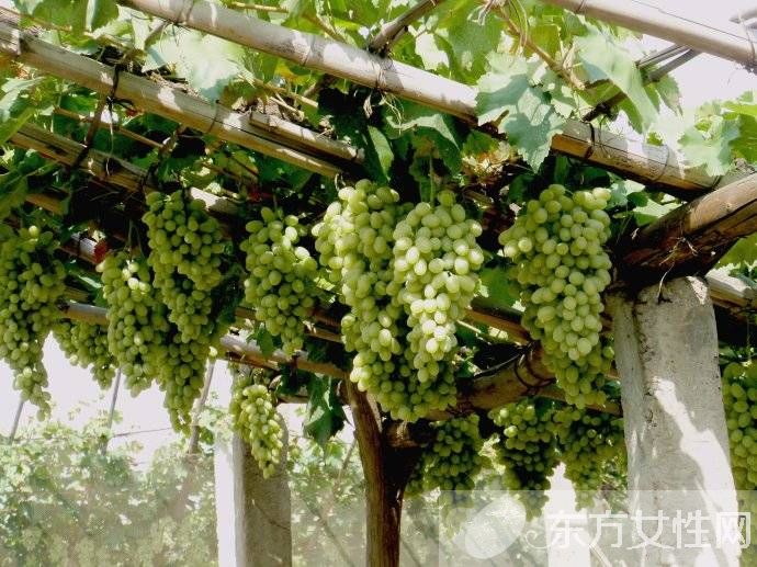 馬奶葡萄的營養(yǎng)價(jià)值有多高 這些人群不宜多吃