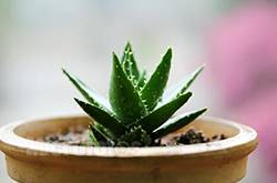 蘆薈怎么美容 教你使用新鮮蘆薈的美容方法