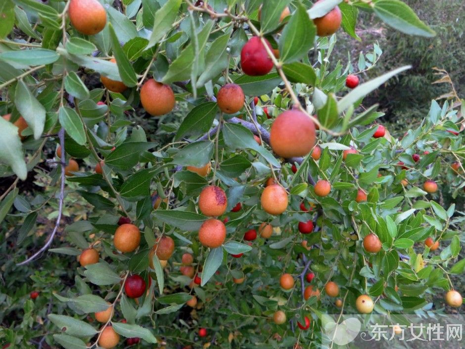 什么水果含維生素c 這5種讓你越吃越年輕